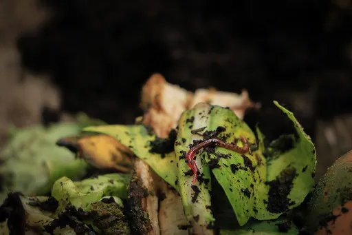 Biodiversidade