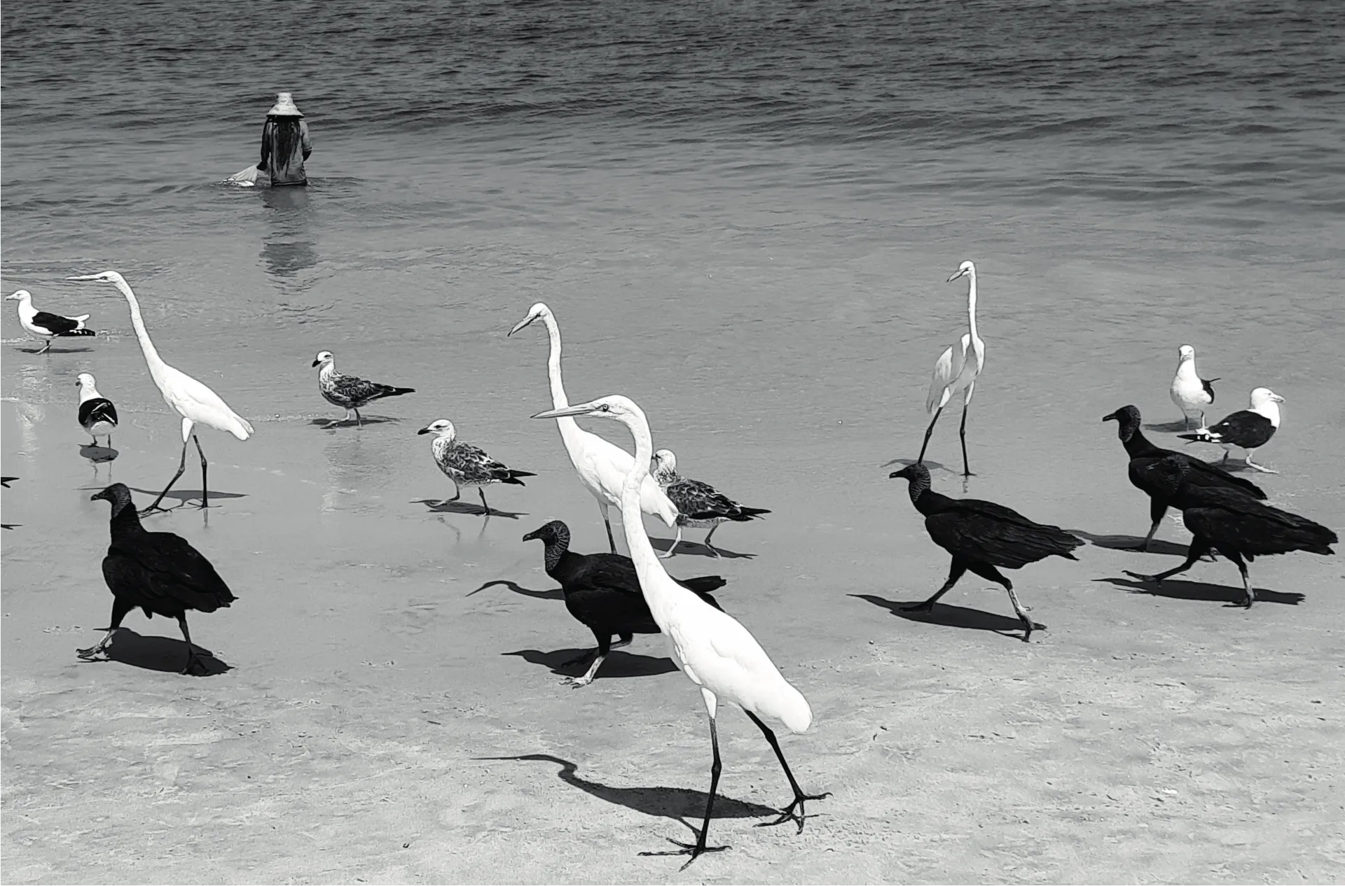 Happy birds