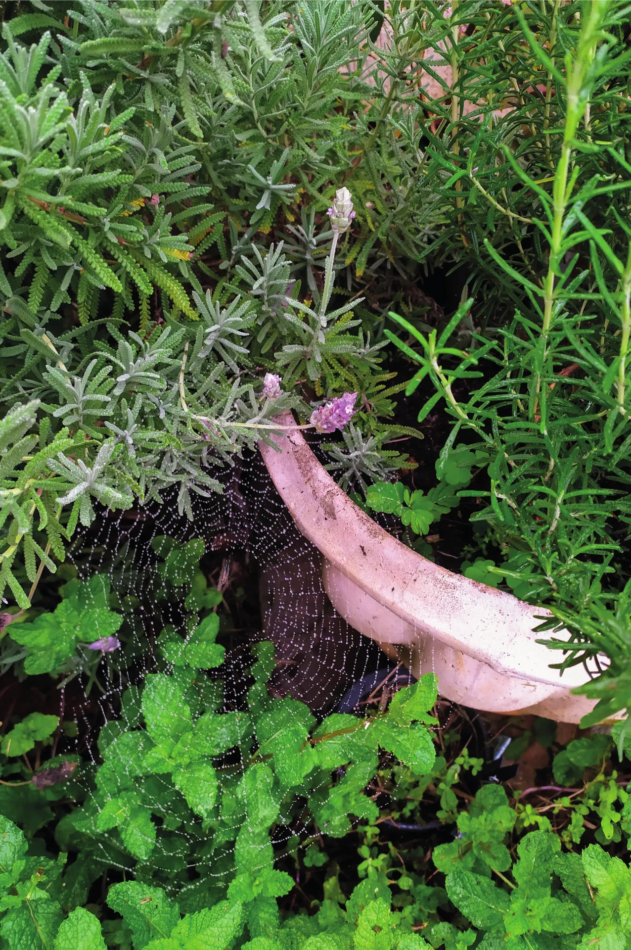 Natureza