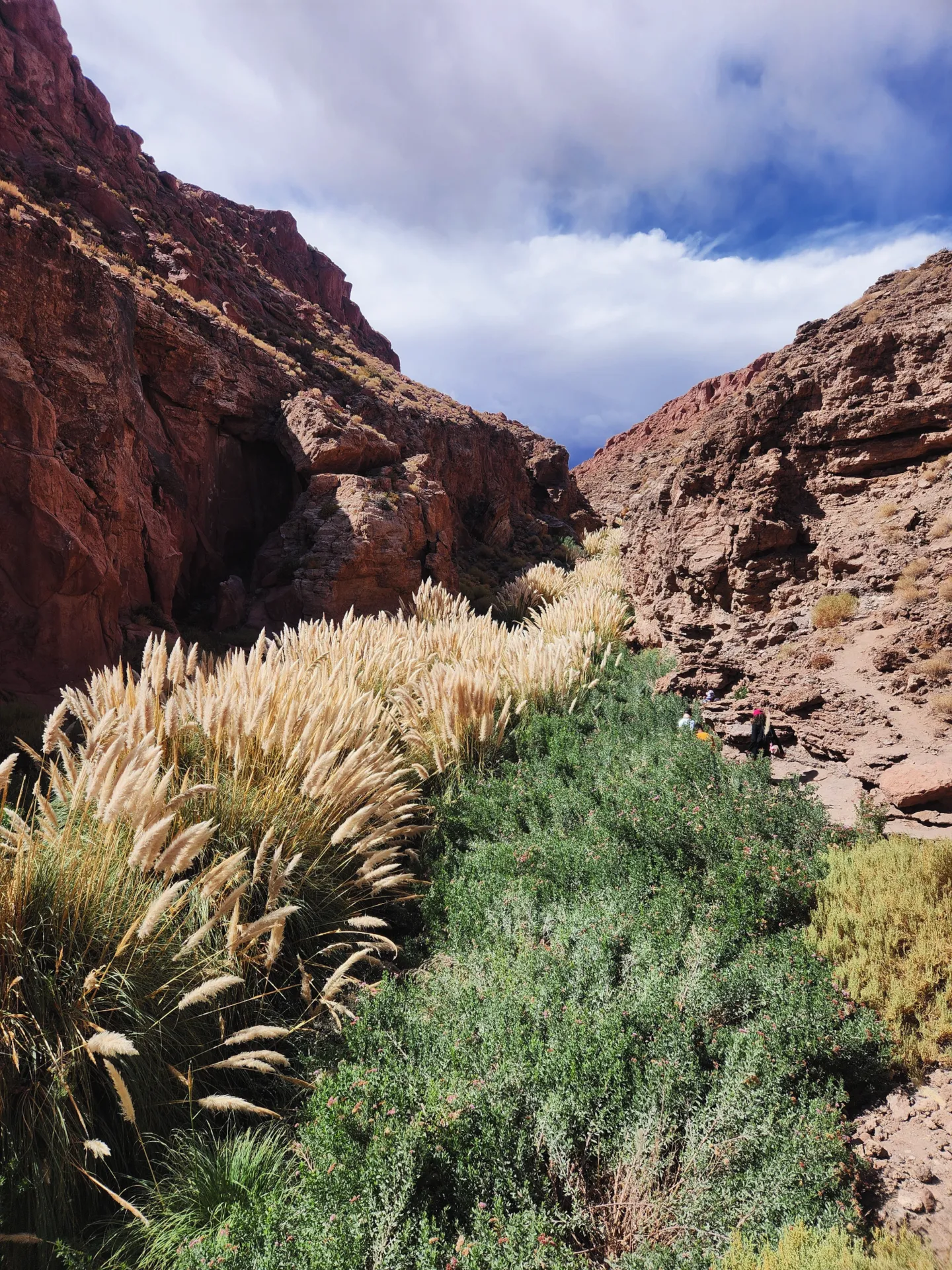 Abundância no deserto do Atacama