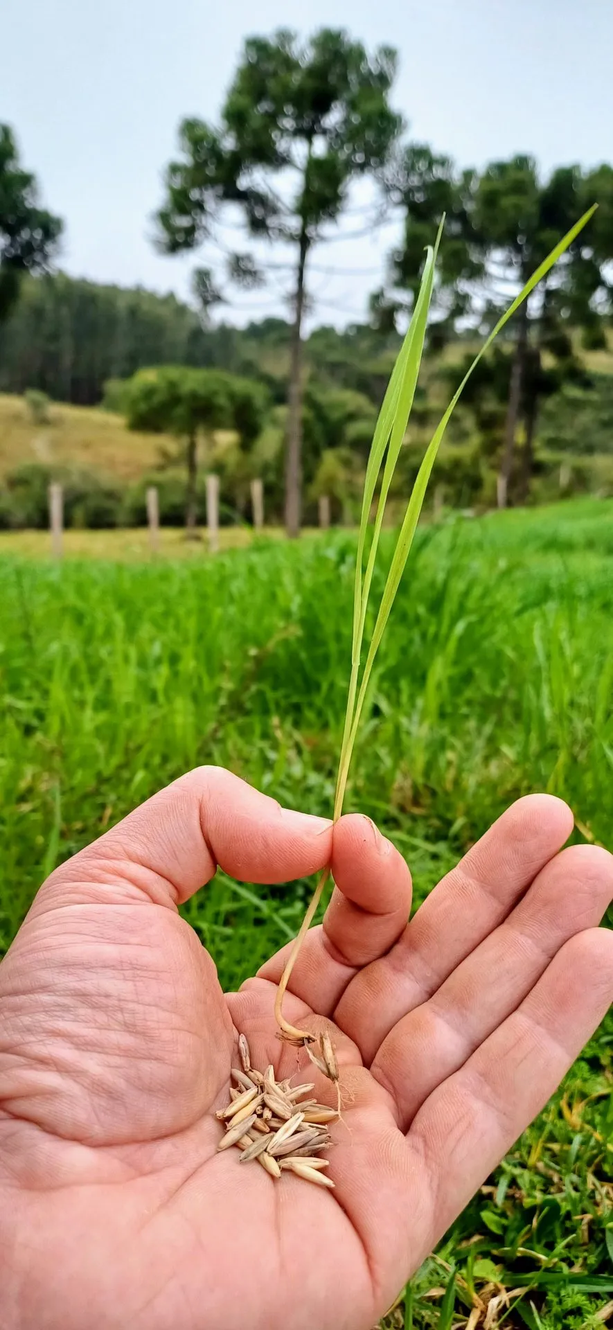 Natureza