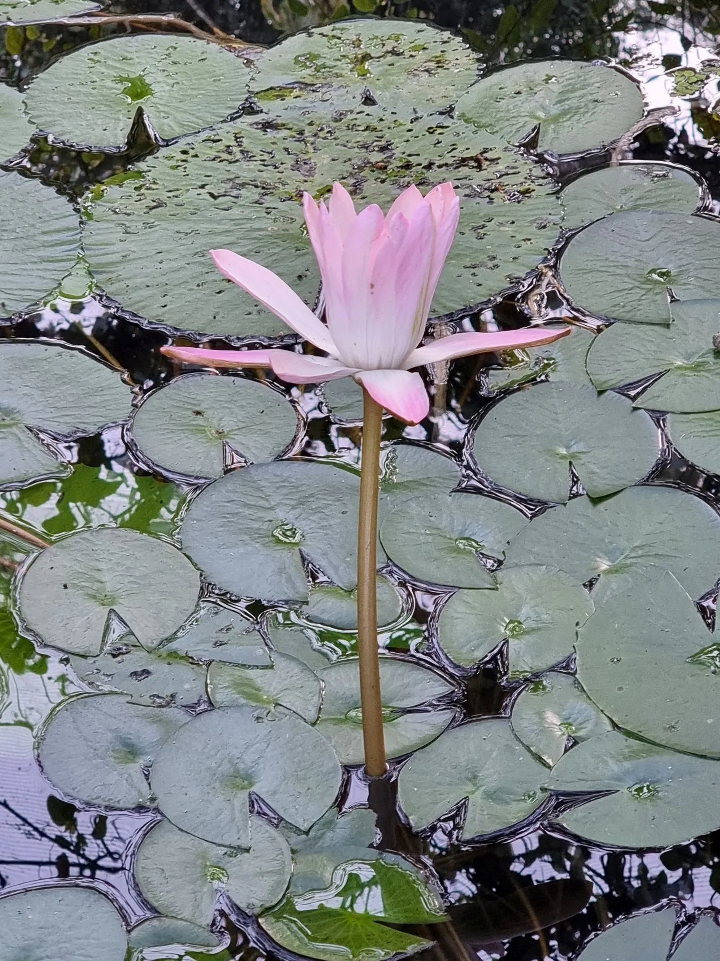 Nymphaea Lotus