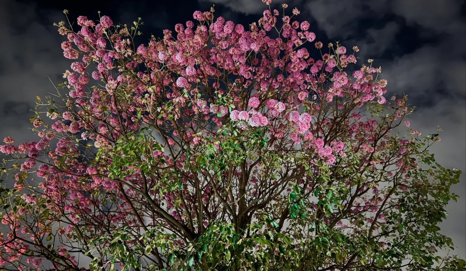 O Esplendor da Natureza